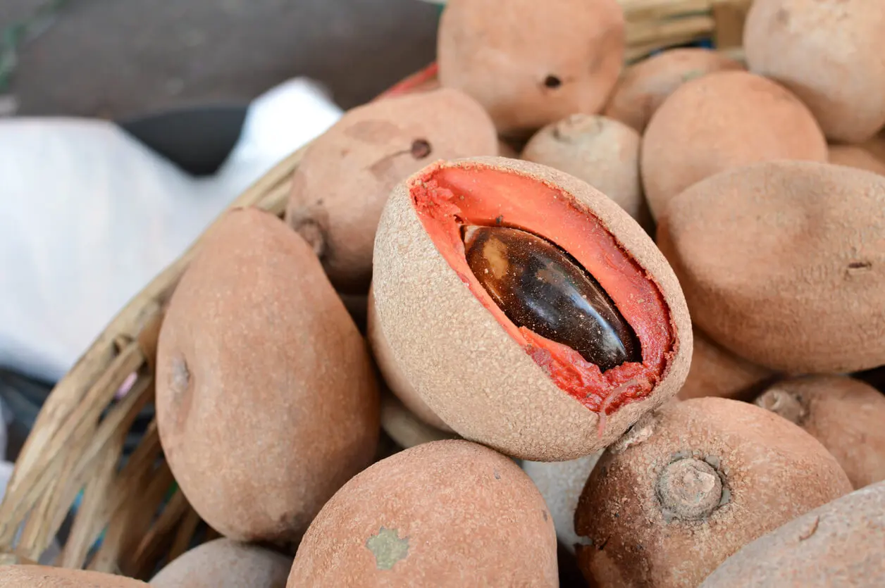 Mamey kernel.