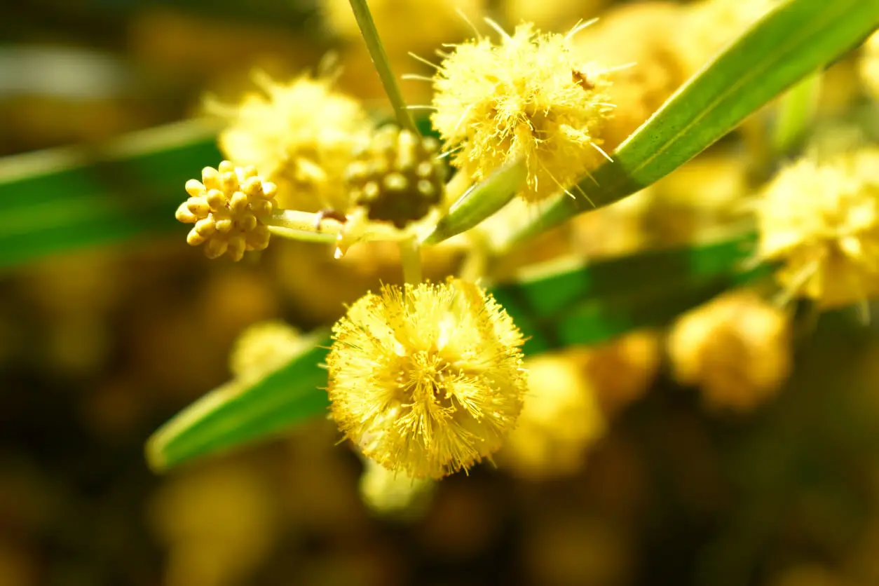 Mimosa para un jardín pequeño.