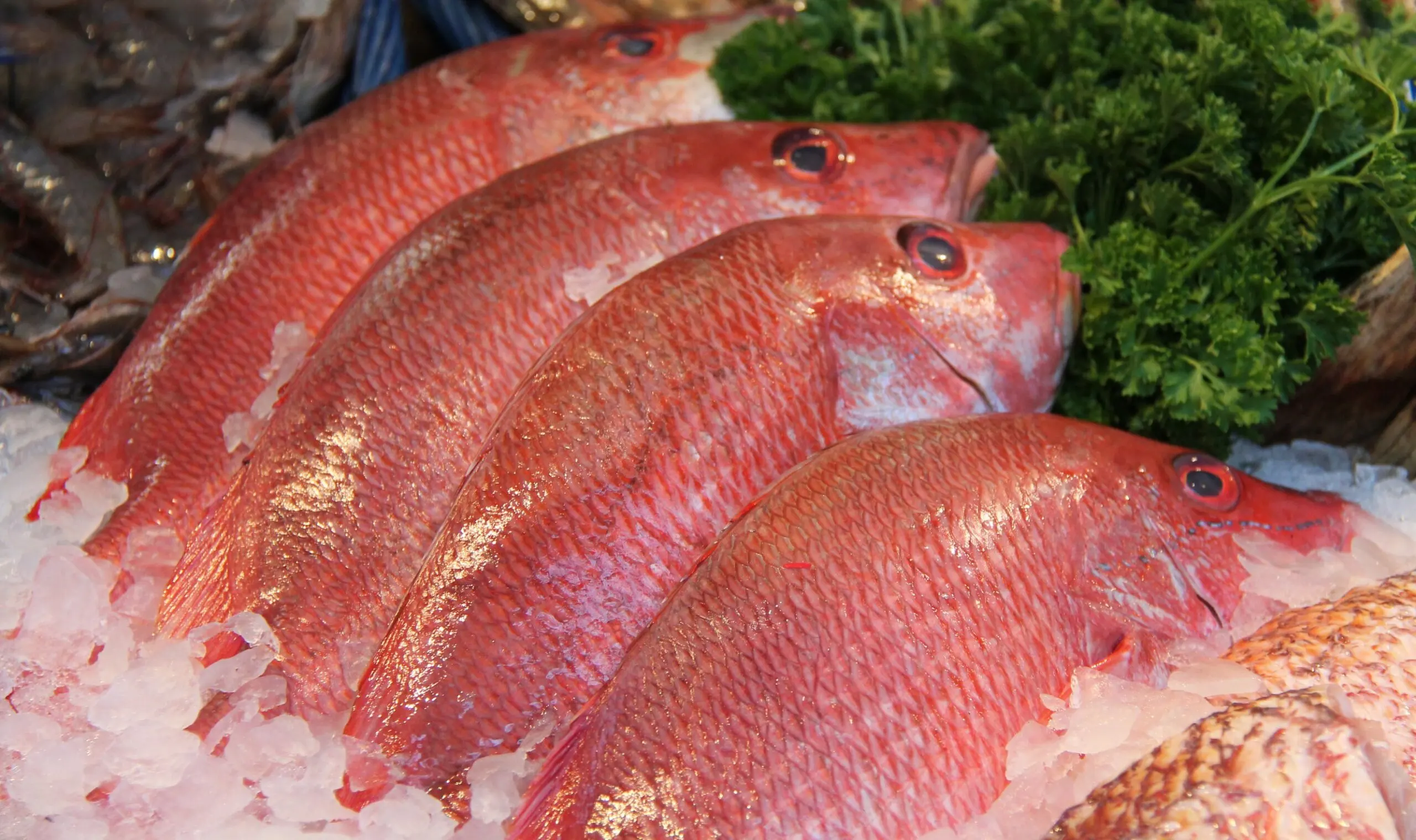 Pargo rojo: valor nutricional, beneficios y consumo
