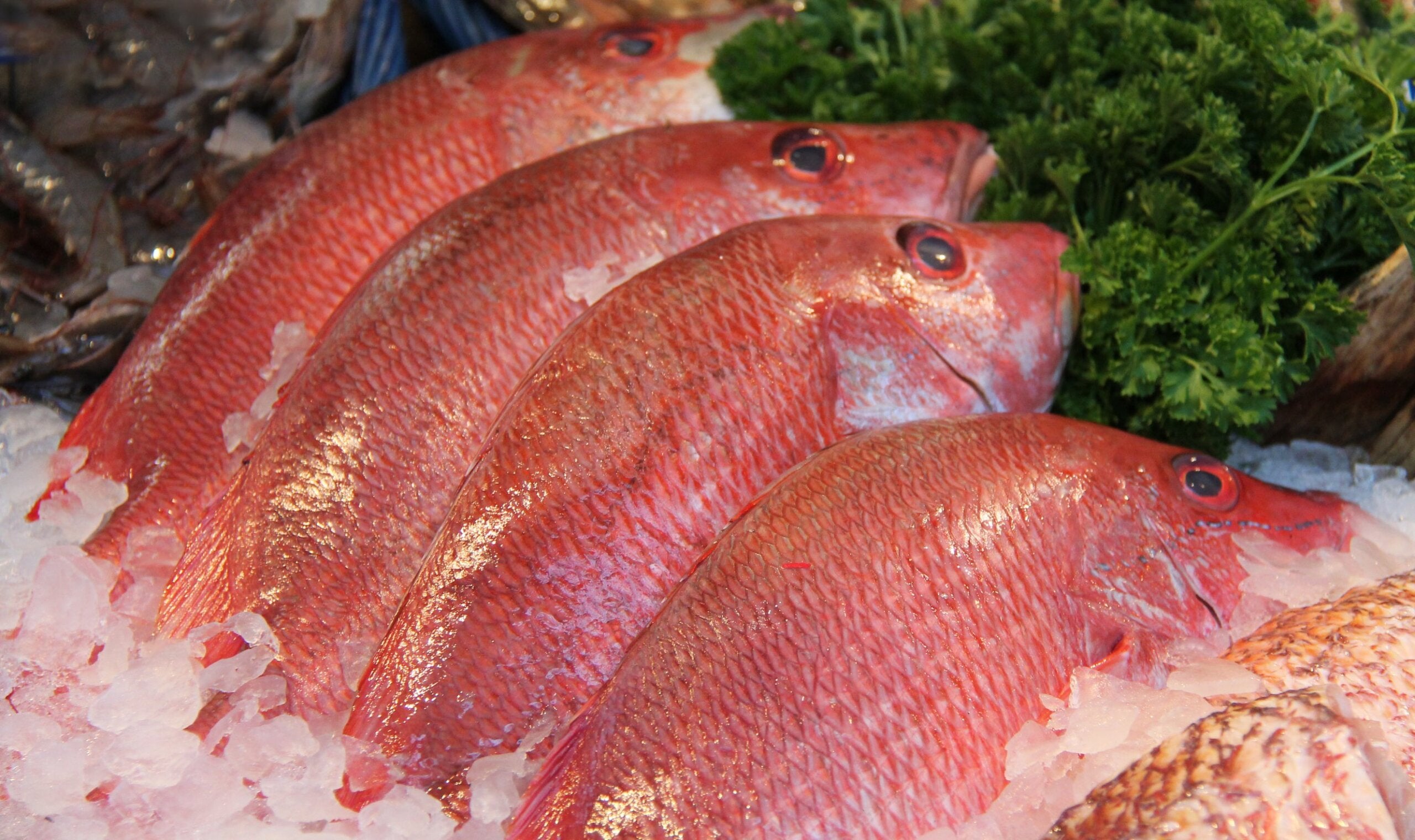 Red snapper: nutritional value, benefits and consumption