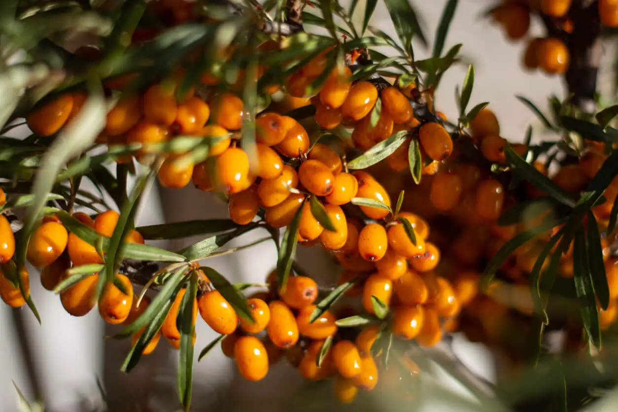 Hippophae rhamnoides.