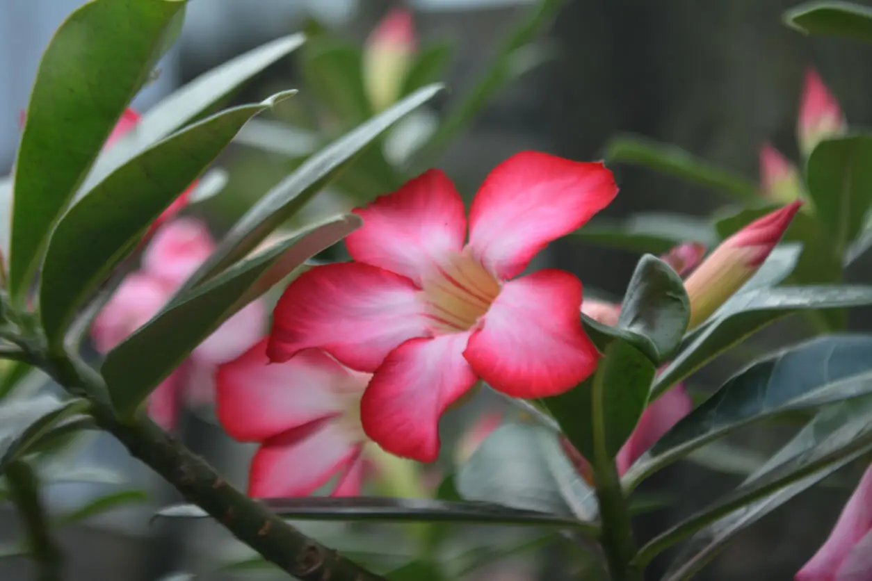 Rosa del desierto.
