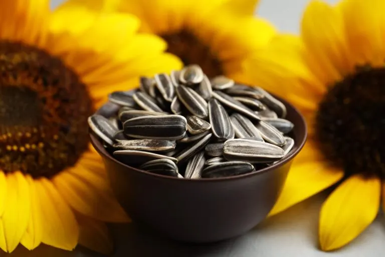 ¿Se puede comer la cáscara de las semillas de girasol?