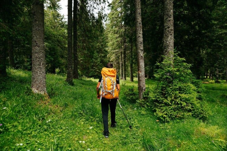 Shinrin Yoku o baño de bosque: ¿cuáles son sus beneficios?