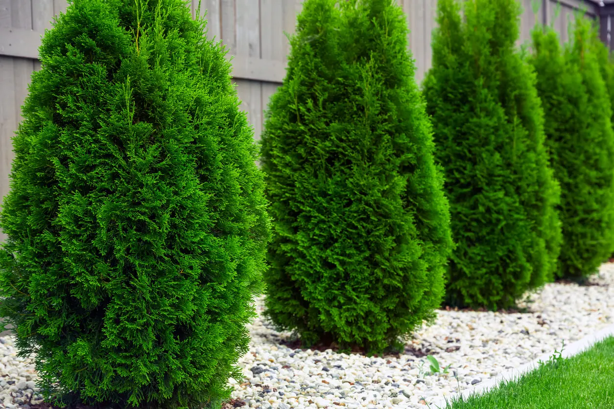 Thuja occidentalis para um pequeno jardim.