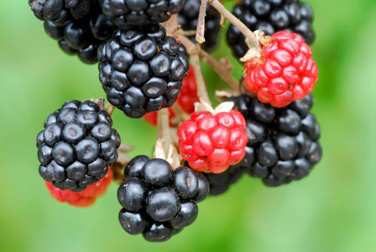 Cómo cultivar zarzamoras y cuáles son sus beneficios