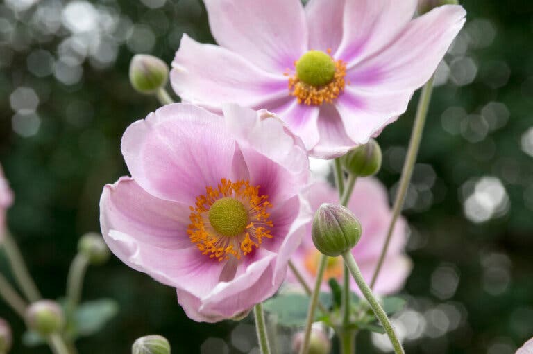 Mira estas 10 plantas de jardín que florecen en otoño