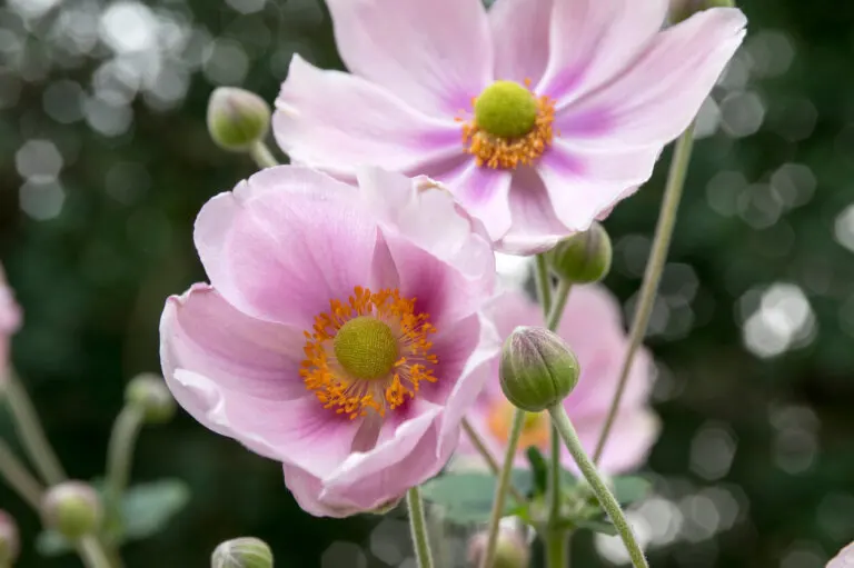 Mira estas 10 plantas de jardín que florecen en otoño