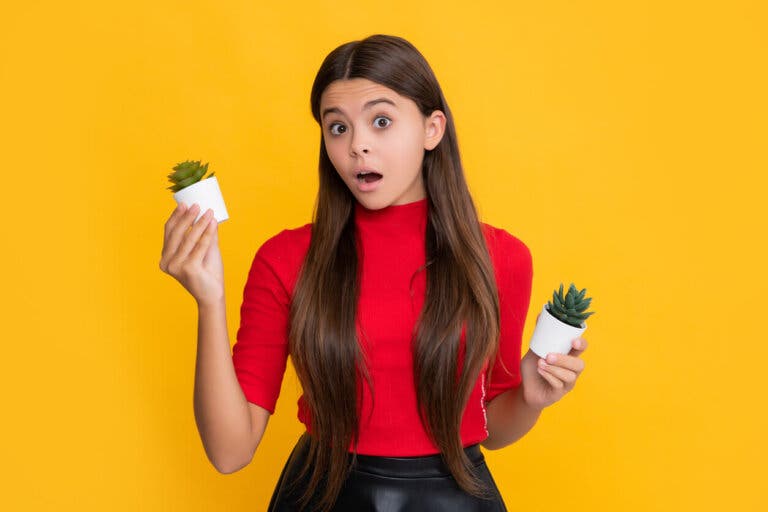 ¿Es lo mismo cactus y suculenta? Descubre por qué no lo son