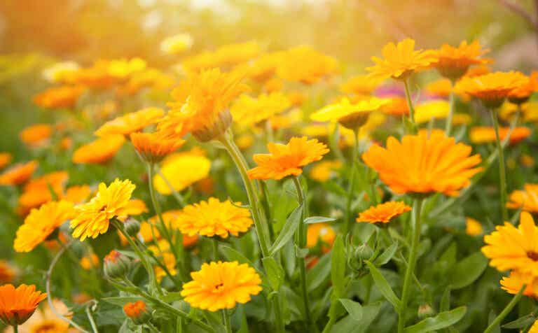 10 plantas de jardín con flores color naranja y sus cuidados