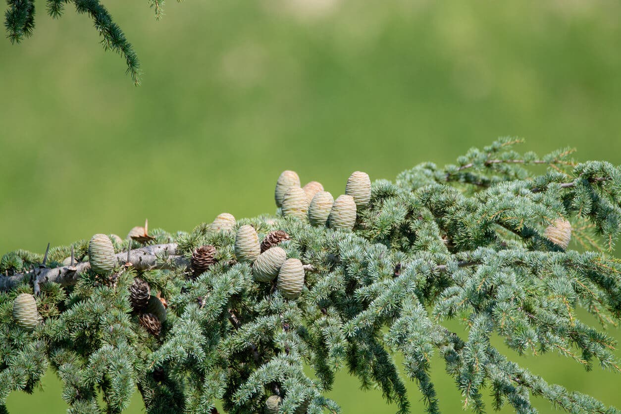 Cedrus deodara.