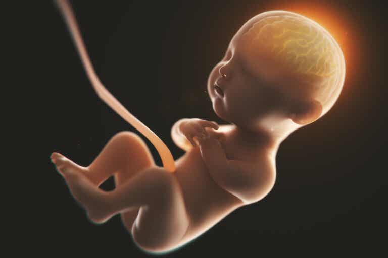 Beber alcohol en el embarazo cambiaría la forma del cerebro de los bebés, según estudio