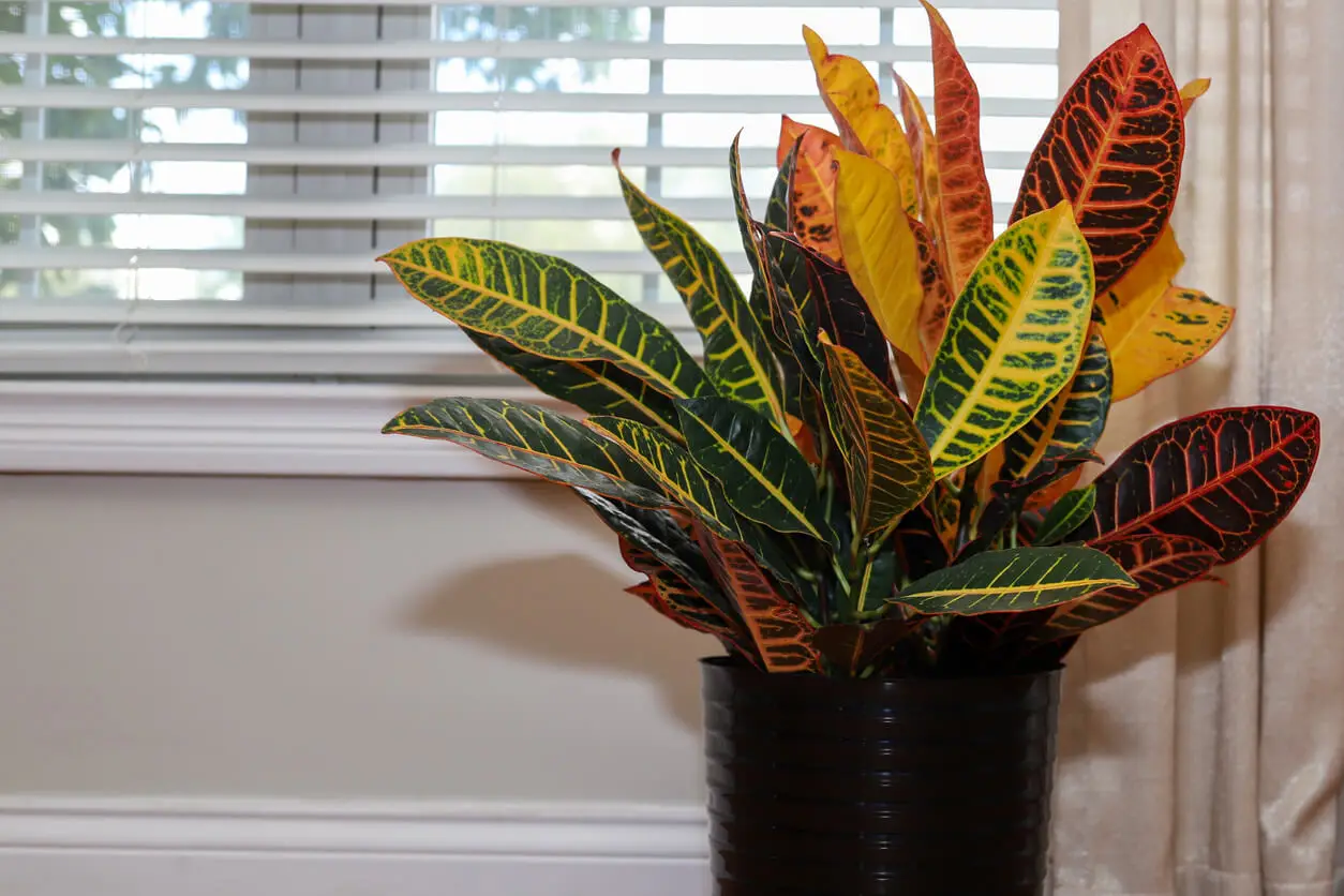 Croton oder Codiaeum variegatum