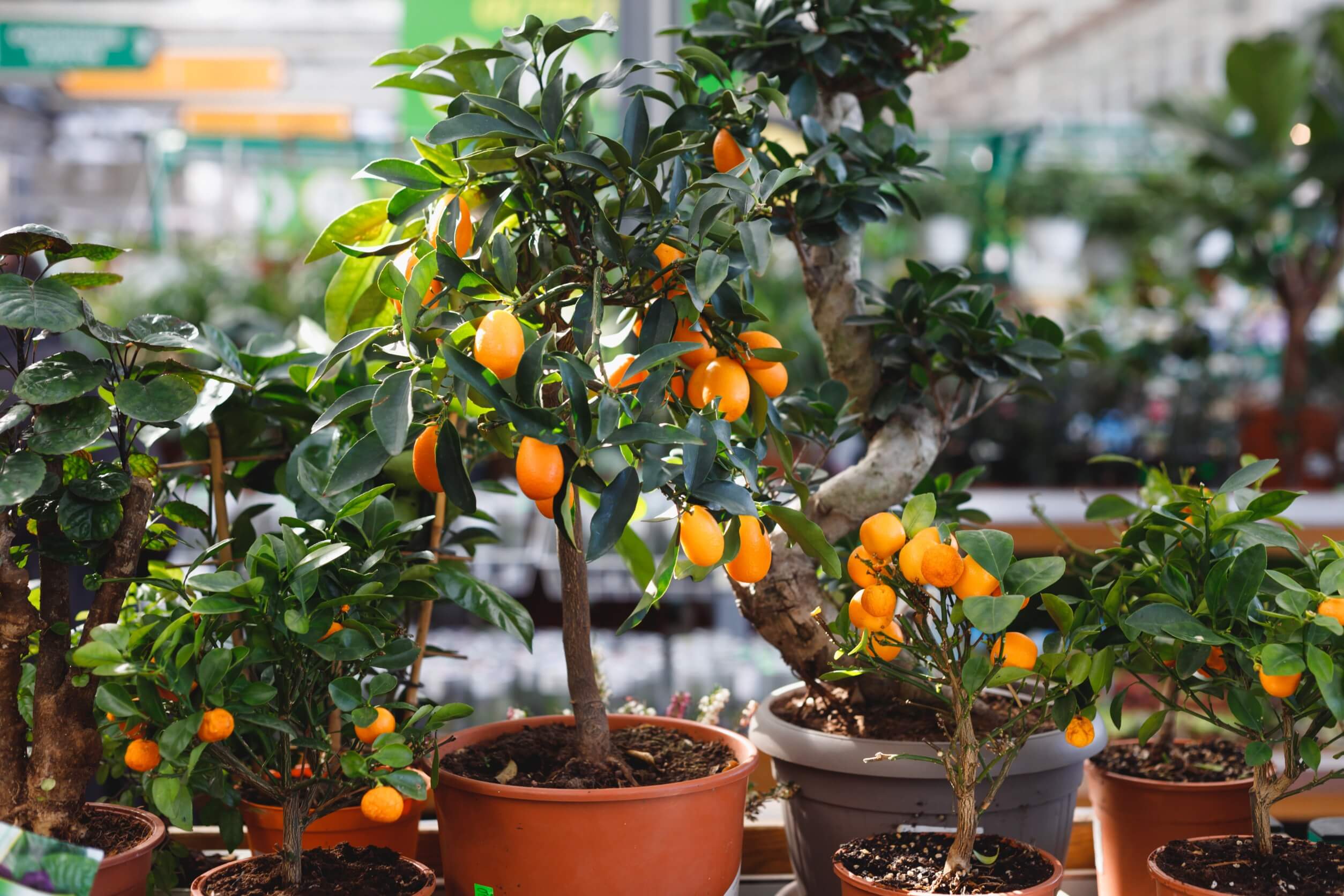 Oranger de Chine ou kumquat : un arbre idéal pour décorer votre maison.