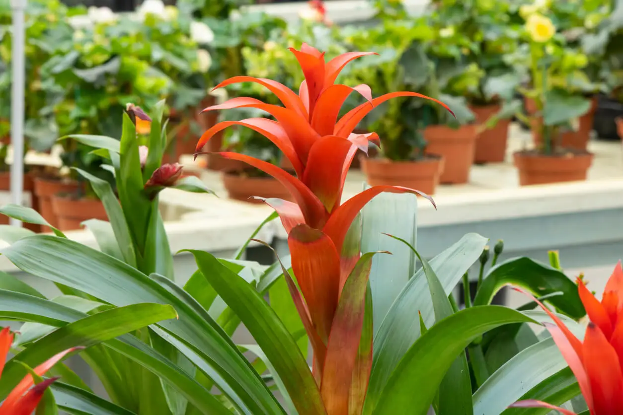 Guzmania con flores color naranja.