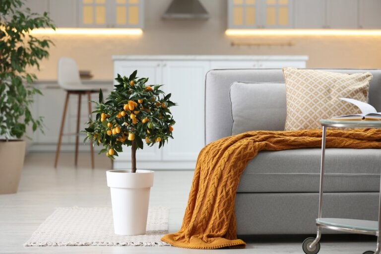 Naranjo chino o kumquat: un árbol ideal para decorar tu casa