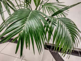 Palmera kentia: una planta de interior grande y elegante