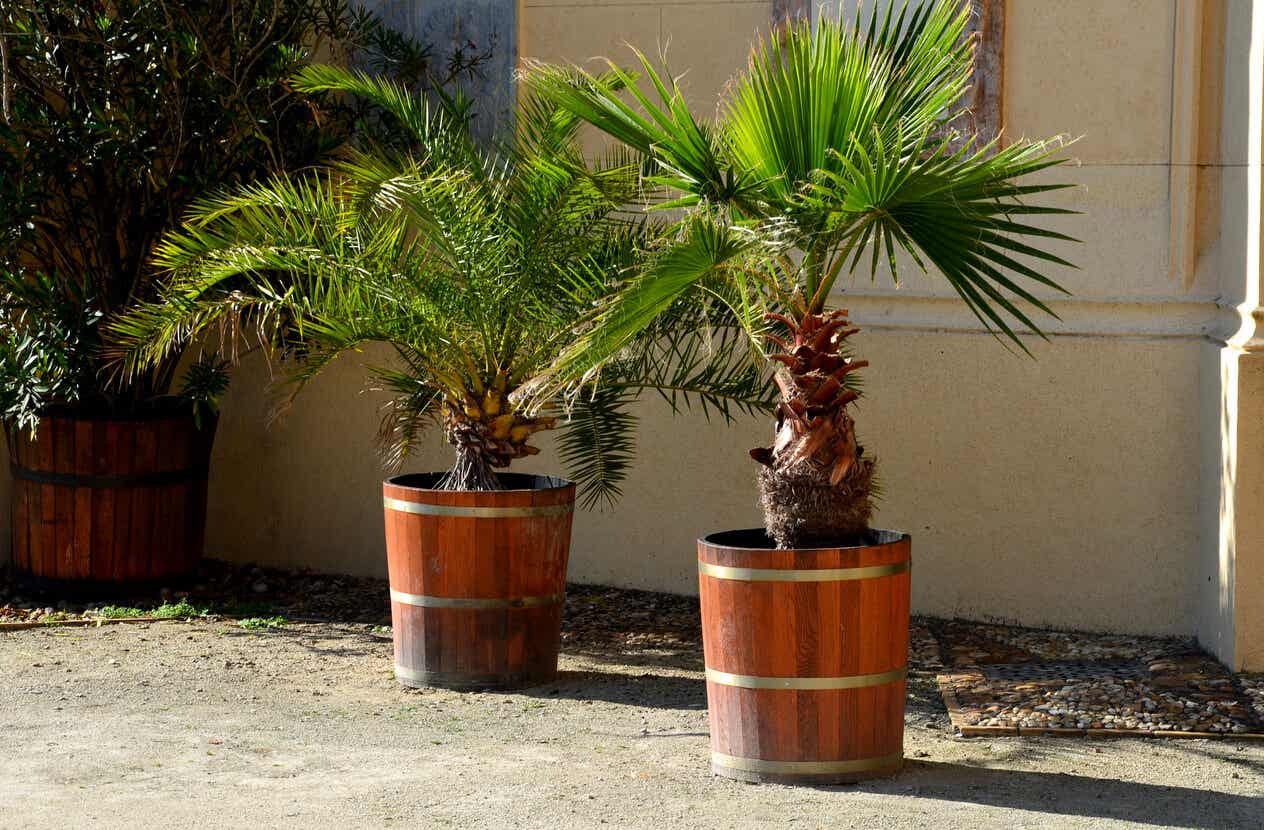 outdoor palm trees