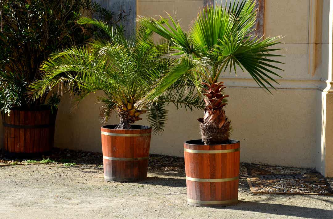 Palmeira Kentia: Uma Planta Grande E Elegante 3 Palmeiras ao ar livre.
