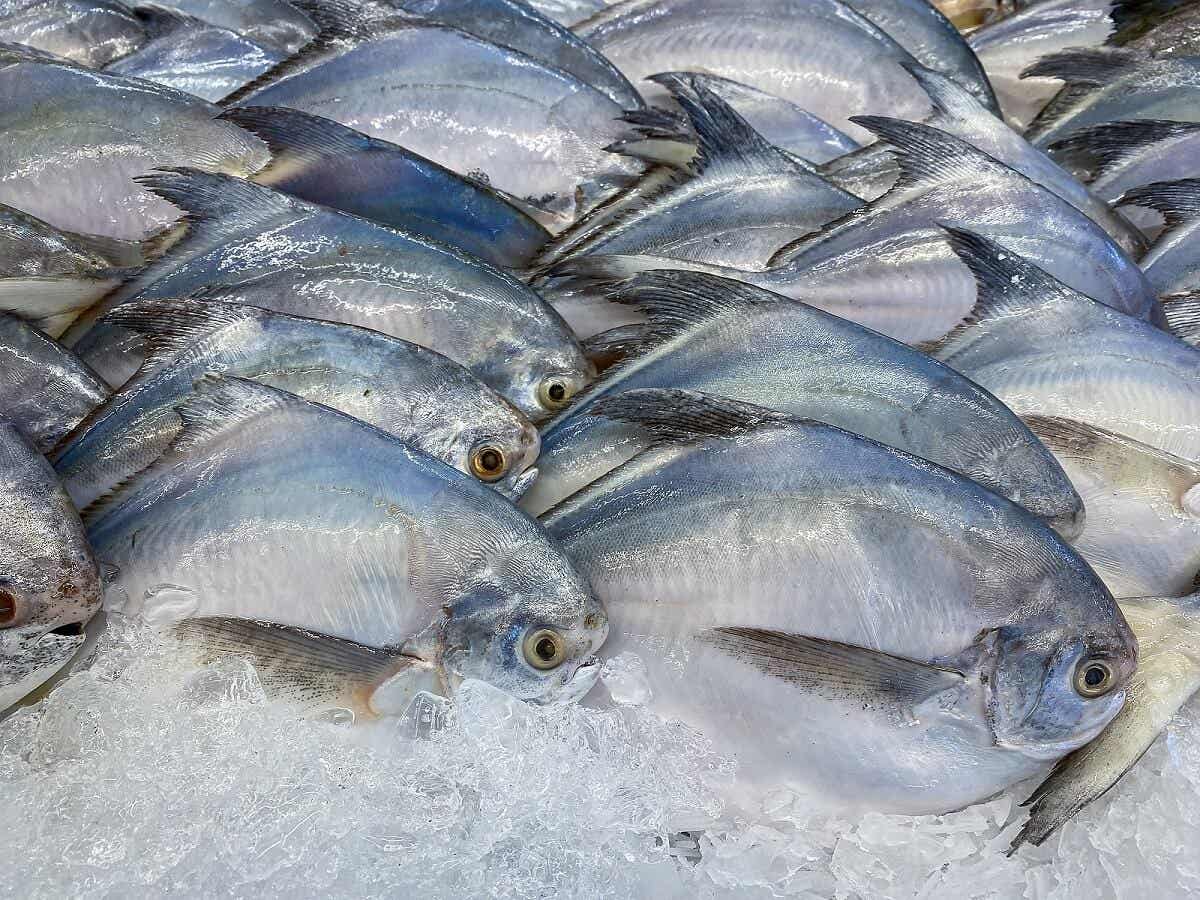 Havsbraxen, en fisk rik på protein