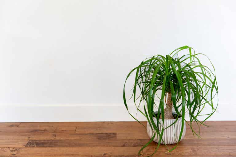 Te recomendamos 6 plantas suculentas para decorar interiores