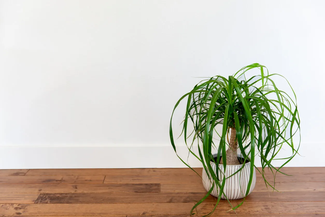 Te recomendamos 6 plantas suculentas para decorar interiores.