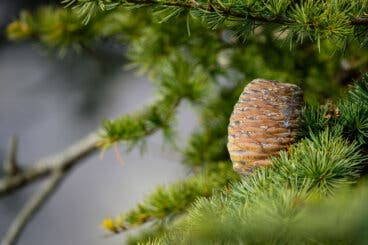 Aceite esencial de cedro del Himalaya: beneficios y aplicaciones