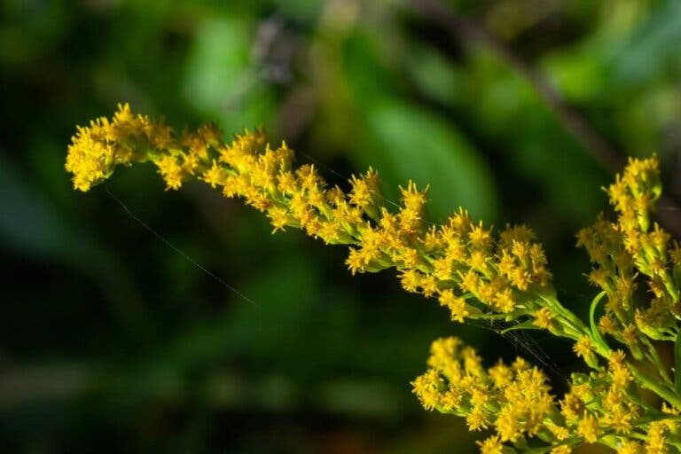 Vara de oro: aplicaciones medicinales y contraindicaciones