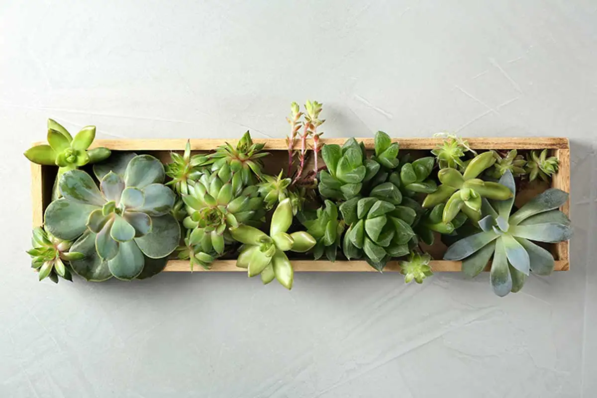 Las echeverias son como tal una familia de suculentas que se distinguen por sus hojas en forma de roseta.