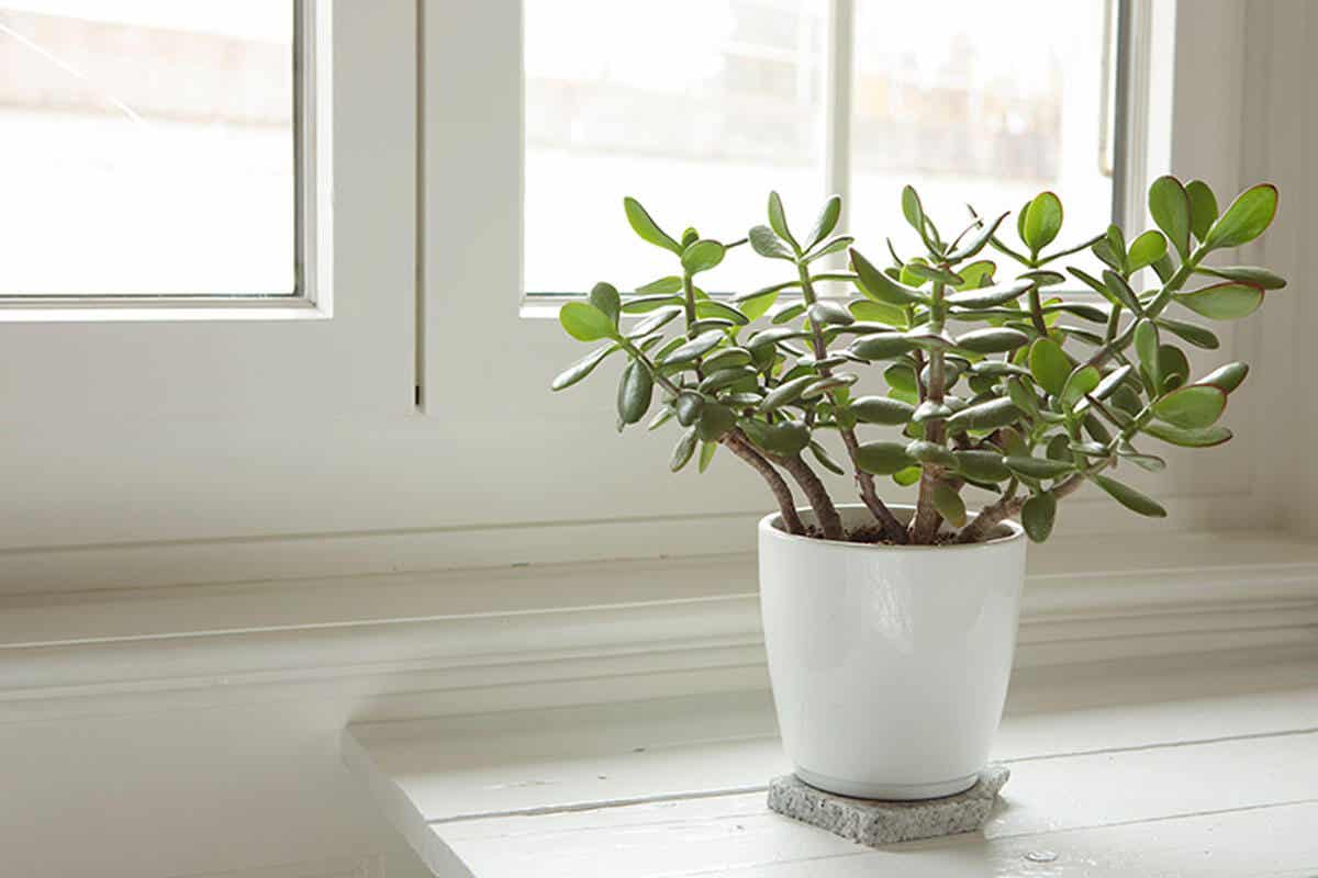 El árbol de jade es una suculenta muy usada para decorar espacios interiores porque suele florecer.