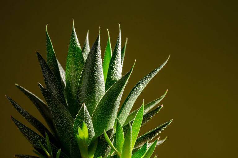 Aloe vera es una suculenta para decorar interiores. 