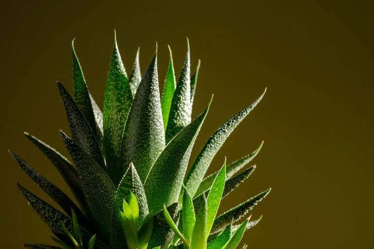Parmi les recommandations de succulentes pour décorer les intérieurs, on trouve l'aloe vera, une plante médicinale.