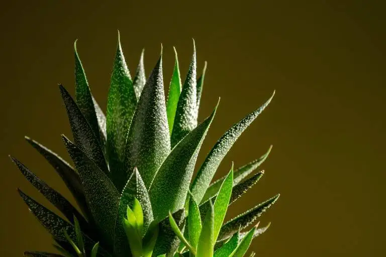Aloe vera es una suculenta para decorar interiores.