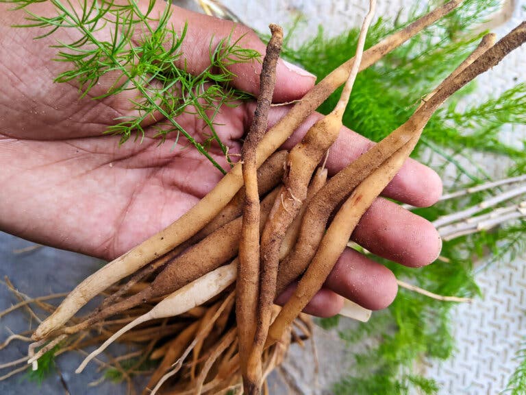 Shatavari: la planta ayurveda para la salud de la mujer