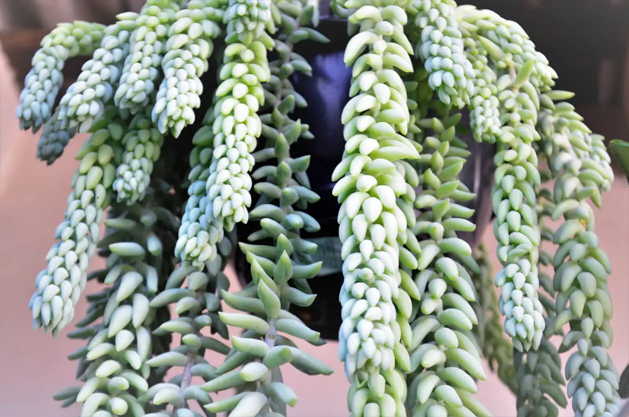 Suculenta cola de burro.