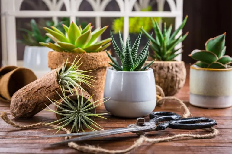 Te recomendamos 6 plantas suculentas para decorar interiores