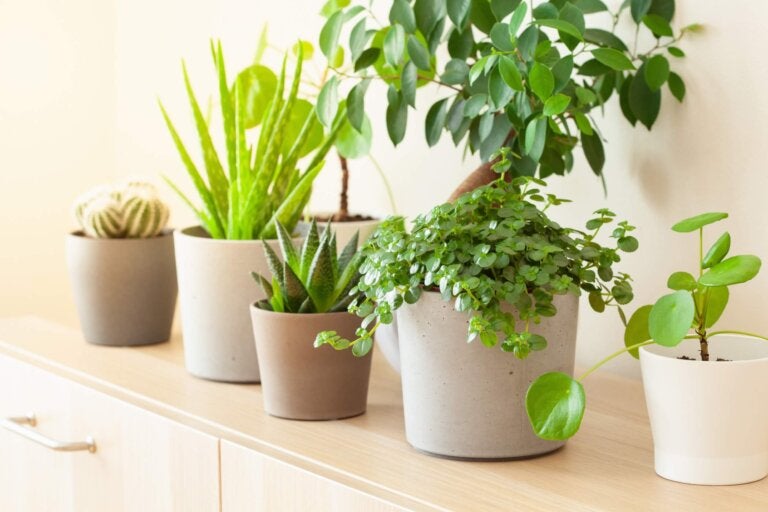 8 plantas de la suerte según el «Feng Shui» - Mejor con Salud