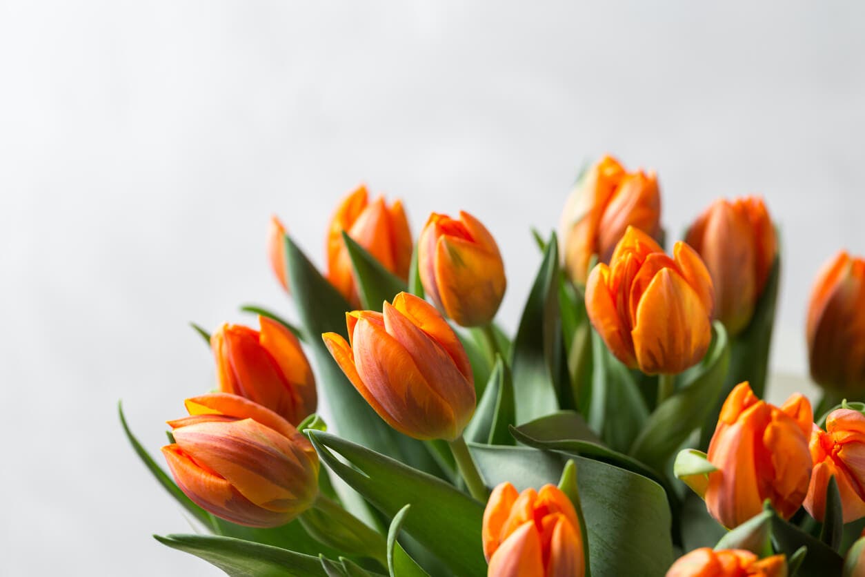 Ook tulpen zijn verkrijgbaar als oranjebloeiende tuinplanten