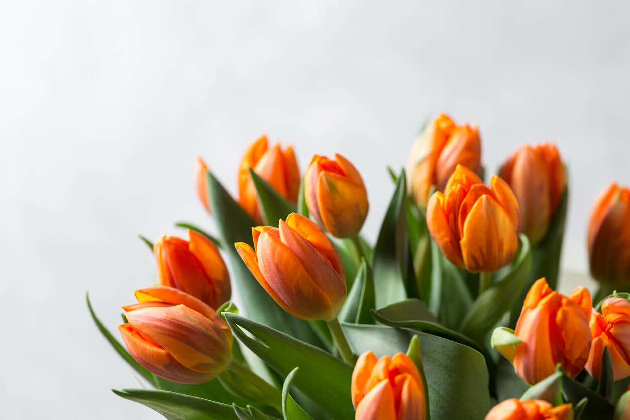 Ook tulpen zijn verkrijgbaar als oranjebloeiende tuinplanten