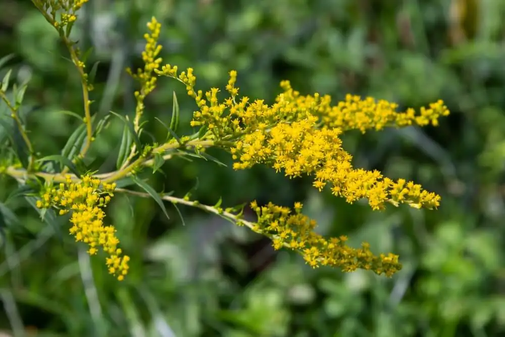 Vara de oro con flores.