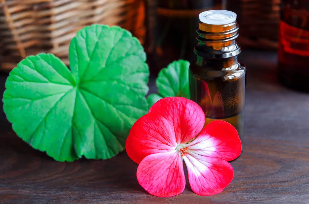 Aceite esencial de geranio.