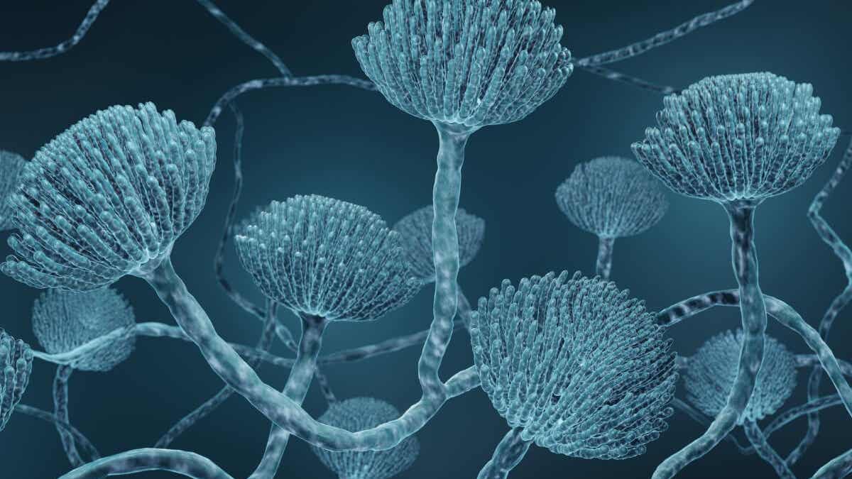 Criptococco I 4 funghi patogeni più pericolosi per la salute secondo l'OMS