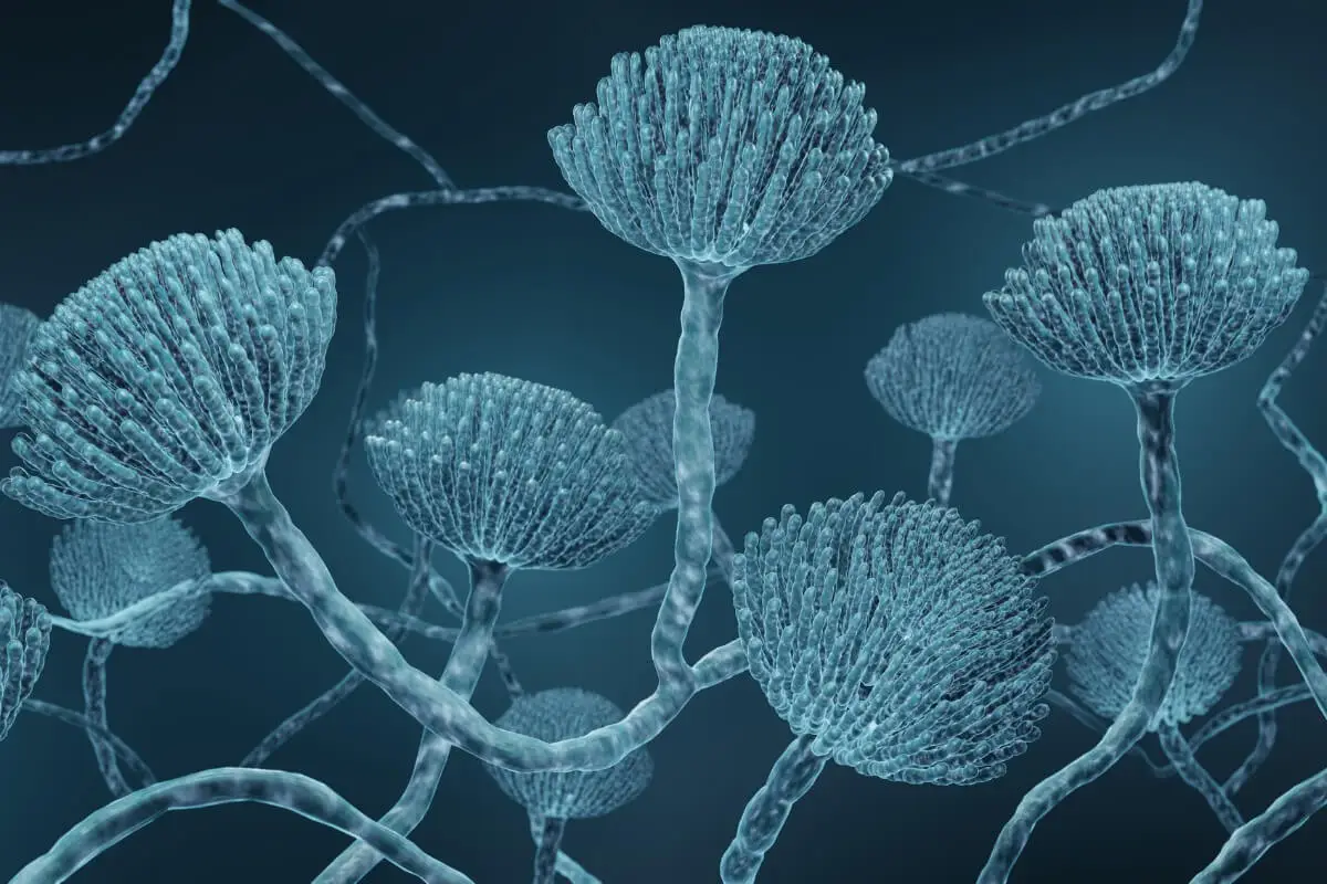 Aspergillus fumigatus: de farligaste svamparna