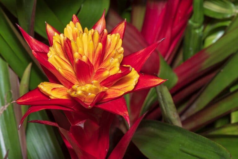 Cómo cultivar bromelias: cuidados y recomendaciones