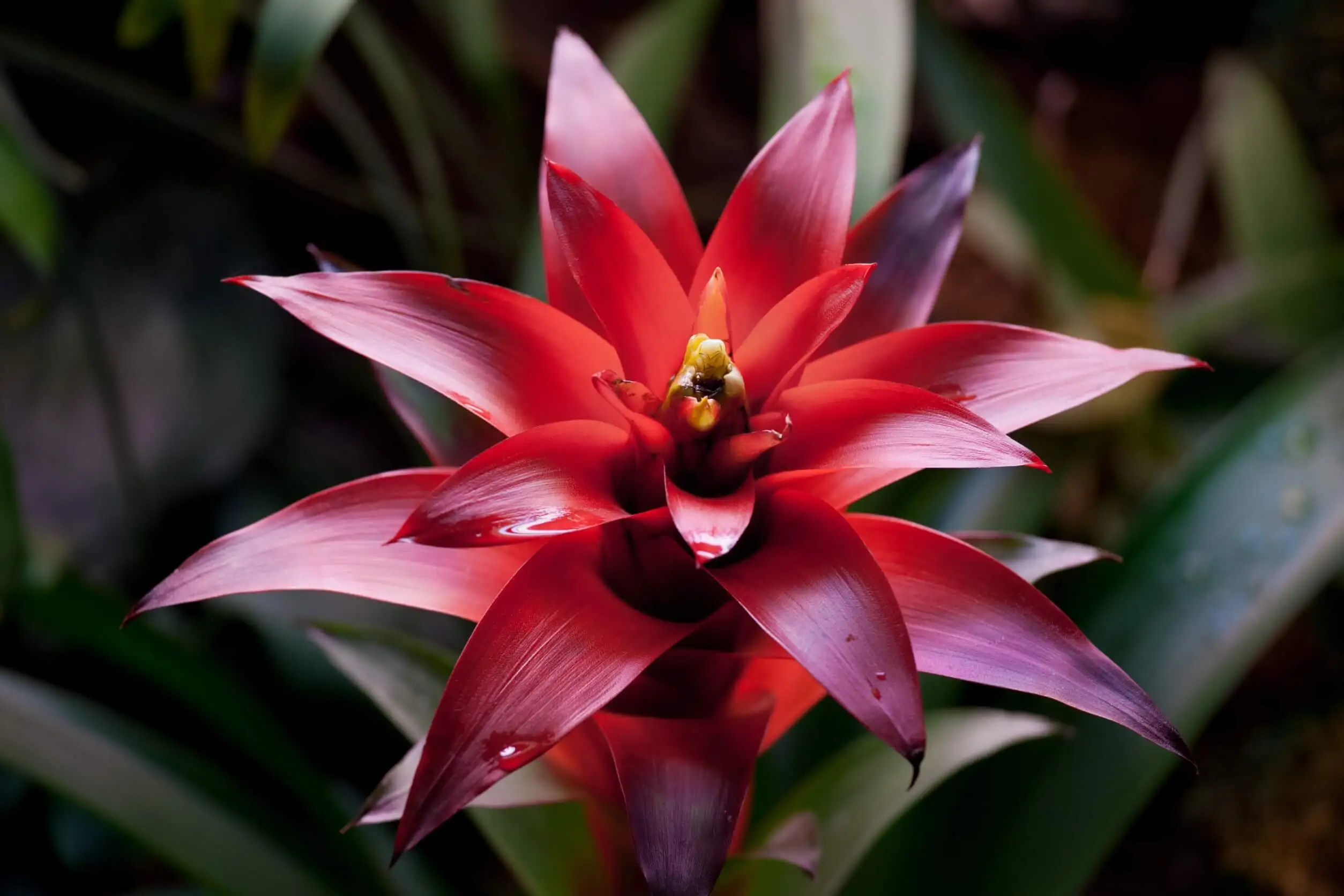 Como cultivar bromélias: cuidados e recomendações
