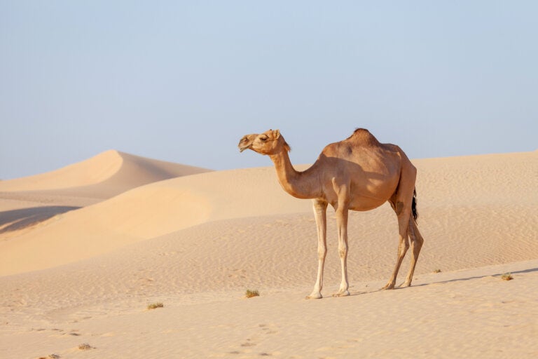 ¿Virus del camello en la selección de Francia? La fiebre que podría complicar la final contra Argentina