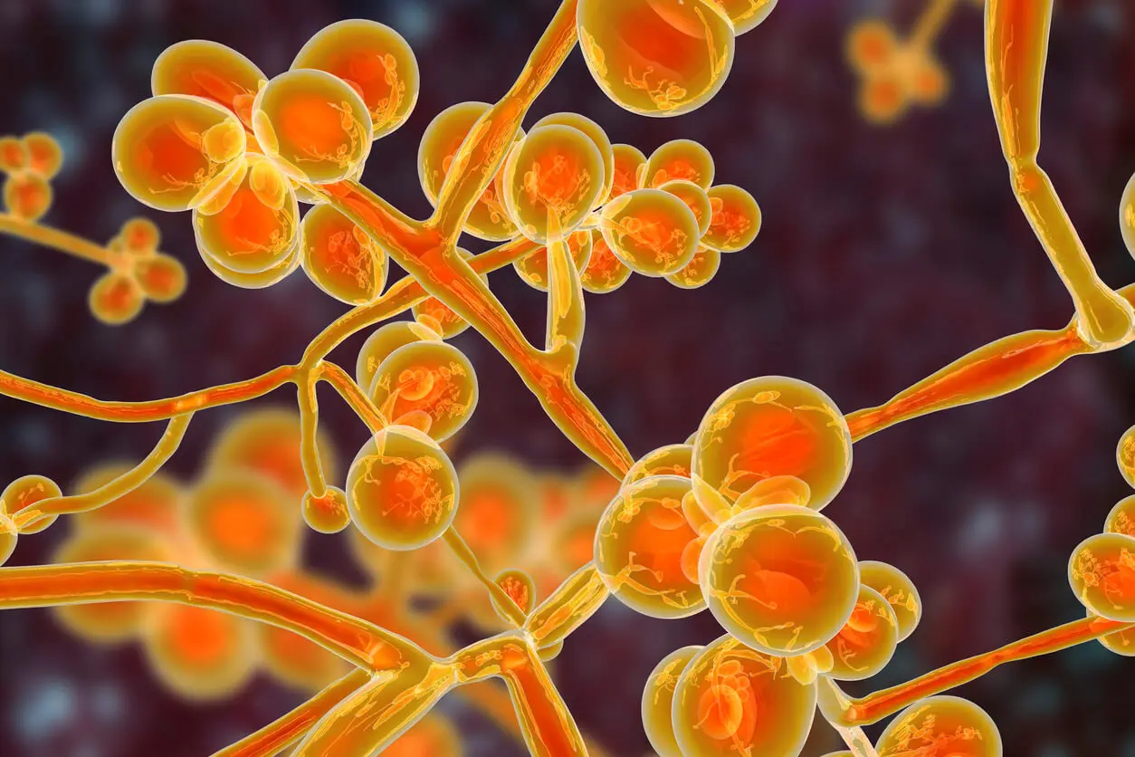 Candida auris es uno de los Hongos más peligrosos para la salud.