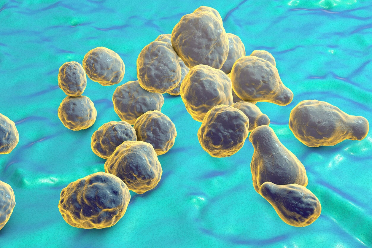 Die gefährlichsten Pilze - Cryptococcus neoformans