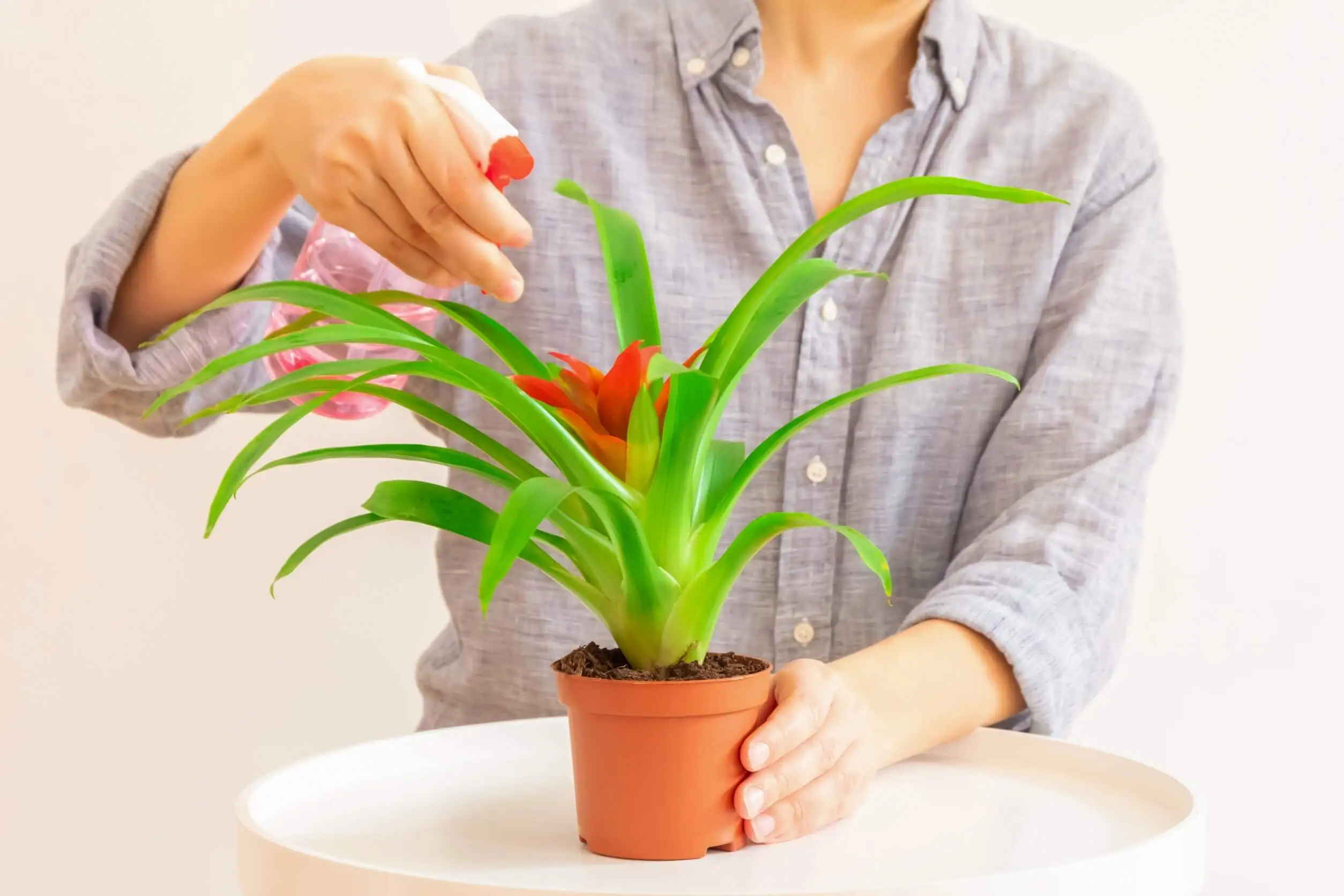 Como cultivar bromélias: cuidados e recomendações