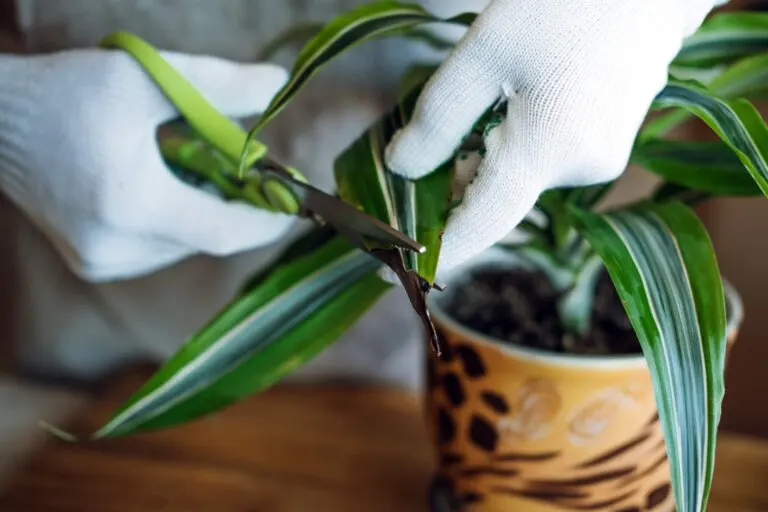 Planta de la felicidad: características y cuidados